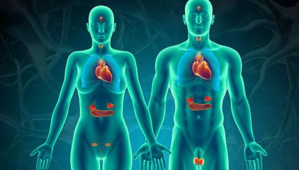 Hormone-release-organ-and-function-of-human-body
